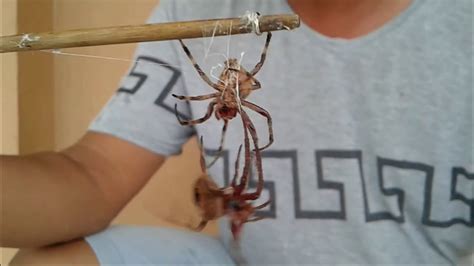 fighting spiders philippines|The Bloodthirsty Sport Of Spider Fighting .